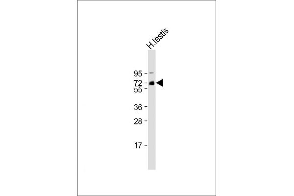 REC8 anticorps  (AA 194-222)