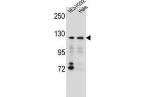 Western Blotting (WB) image for anti-Sorting Nexin 13 (SNX13) antibody (ABIN2996614) (SNX13 antibody)