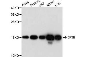 Western blot analysis of extract of various cells, using H3F3B antibody.