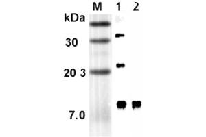 Western blot analysis using anti-RELM-α (rat), mAb (RREL 803)  at 1:5'000 dilution.