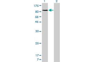 Western Blot analysis of NFKB1 expression in transfected 293T cell line by NFKB1 monoclonal antibody (M01), clone 2E6. (NFKB1 antibody  (AA 860-969))