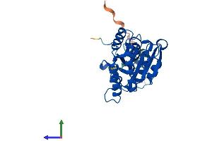 AlphaFold protein structure predicition of Human Recombinant ISOC1 Protein, UniprotID Q96CN7