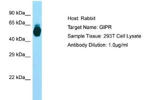 Host: RabbitTarget Name: GIPRAntibody Dilution: 1. (GIPR antibody  (N-Term))
