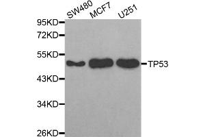 Western blot analysis of extracts of various cell lines, using TP53 antibody (ABIN5971632) at 1:300 dilution.