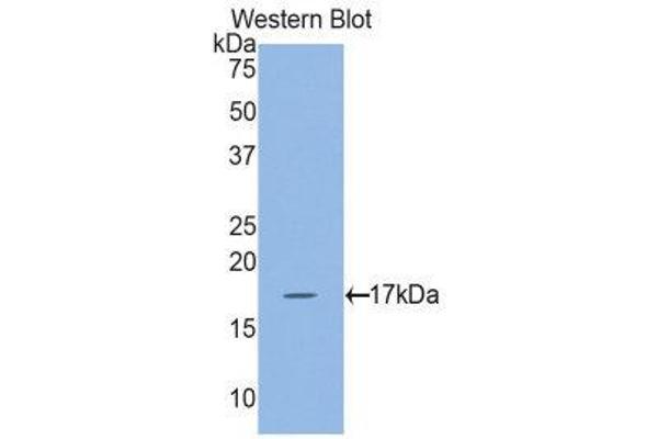 MYL7 antibody  (AA 11-148)