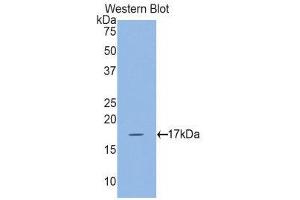 Western Blotting (WB) image for anti-Myosin Light Chain 7, Regulatory (MYL7) (AA 11-148) antibody (ABIN1859944) (MYL7 antibody  (AA 11-148))