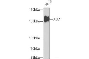 Western blot analysis of extracts of HeLa cells using ABL1 Polyclonal Antibody at dilution of 1:1000. (ABL1 antibody)