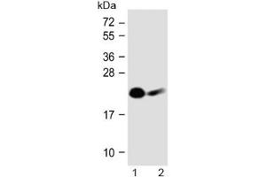 Western blot testing of human 1) Jurkat and 2) Daudi cell lysate with NKp30 antibody at 1:1000.
