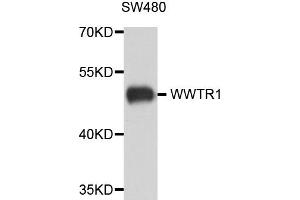 Western blot analysis of extract of various cells, using WWTR1 antibody. (WWTR1 antibody)