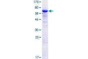 ERMN Protein (AA 1-297) (GST tag)