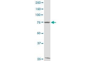 GTSE1 MaxPab rabbit polyclonal antibody. (GTSE1 antibody  (AA 1-720))