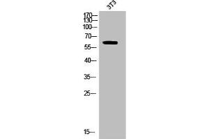 Western Blot analysis of 3T3 cells using Phospho-CRMP-2 (T514) Polyclonal Antibody (DPYSL2 antibody  (pThr514))