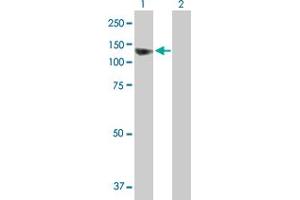 Western Blot analysis of SEC63 expression in transfected 293T cell line by SEC63 MaxPab polyclonal antibody.