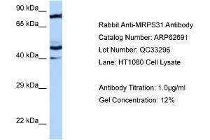 Western Blotting (WB) image for anti-Mitochondrial Ribosomal Protein S31 (MRPS31) (N-Term) antibody (ABIN2789214) (MRPS31 antibody  (N-Term))
