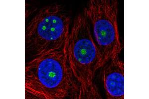 Immunofluorescent staining of MCF7 cells with NOP56 monoclonal antibody, clone CL2603  (Green) shows specific nucleoli. (NOP56 antibody)