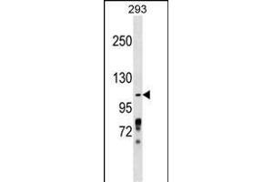 ZBTB4 Antibody (Center) (ABIN1538396 and ABIN2849138) western blot analysis in 293 cell line lysates (35 μg/lane). (ZBTB4 antibody  (AA 401-430))