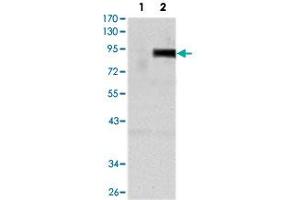 Western blot analysis using TNFRSF11B monoclonal antobody, clone 5G2  against HEK293 (1) and TNFRSF11B-hIgGFc transfected HEK293 (2) cell lysate.