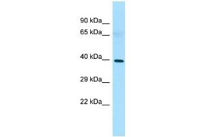 WB Suggested Anti-PAQR8 Antibody Titration: 1. (PAQR8 antibody  (C-Term))