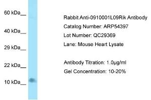 Western Blotting (WB) image for anti-Late Endosomal/lysosomal Adaptor, MAPK and mTOR Activator 4 (LAMTOR4) (N-Term) antibody (ABIN2785693) (LAMTOR4 antibody  (N-Term))