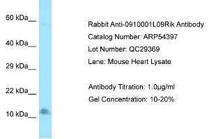 Western Blotting (WB) image for anti-Late Endosomal/lysosomal Adaptor, MAPK and mTOR Activator 4 (LAMTOR4) (N-Term) antibody (ABIN970015) (LAMTOR4 antibody  (N-Term))