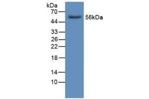 Western blot analysis of Human Liver Tissue. (LIPC antibody  (AA 25-247))