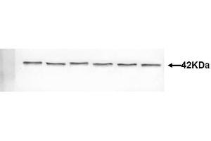 Mouse brain 42kDa (KCNK3 antibody  (AA 181-280))