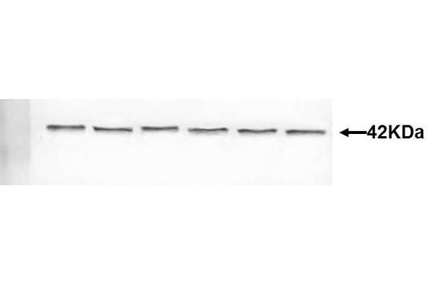 KCNK3 antibody  (AA 181-280)