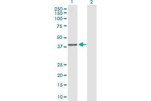 Western Blot analysis of DUSP9 expression in transfected 293T cell line by DUSP9 MaxPab polyclonal antibody. (DUSP9 antibody  (AA 1-384))