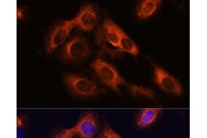 Immunofluorescence analysis of C6 cells using RAPH1 Polyclonal Antibody at dilution of 1:100. (RAPH1 antibody)