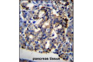 C10orf2 Antibody (C-term) (ABIN656726 and ABIN2845951) immunohistochemistry analysis in formalin fixed and paraffin embedded human pancreas tissue followed by peroxidase conjugation of the secondary antibody and DAB staining. (C10orf2 antibody  (C-Term))