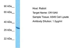 Host: Rabbit Target Name: OR10A6 Sample Type: A549 Whole Cell lysates Antibody Dilution: 1. (OR10A6 antibody  (C-Term))
