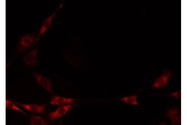 MRPL50 antibody  (C-Term)