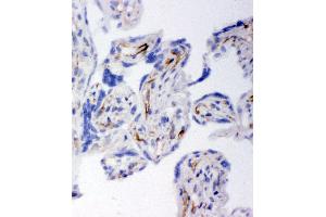 Anti-HSD17B2 antibody, IHC(F) IHC(F): Human Placenta Tissue (HSD17B2 antibody  (C-Term))