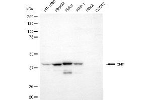 Western blotting analysis using CNP antibody (ABIN7797416). (Cnpase antibody)