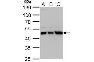 WB Image UQCRC1 antibody detects UQCRC1 protein by western blot analysis. (UQCRC1 antibody)