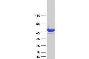 Validation with Western Blot (Thymidine Phosphorylase Protein (TYMP) (Transcript Variant 2) (Myc-DYKDDDDK Tag))