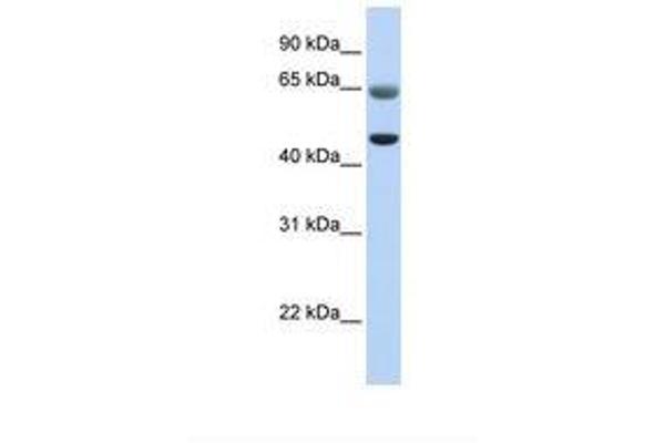 FAM113A antibody  (AA 326-375)