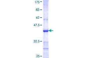 Tripartite Motif Containing 62 (TRIM62) (AA 376-475) protein (GST tag)