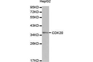 Western Blotting (WB) image for anti-Cyclin-Dependent Kinase 20 (CDK20) antibody (ABIN1871721)