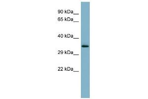 WB Suggested Anti-MUC15 Antibody Titration:  0. (MUC15 antibody  (Middle Region))