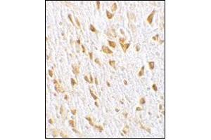 Immunohistochemistry of PIKE in mouse brain tissue with this product at 10 μg/ml.