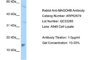 Western Blotting (WB) image for anti-Mago-Nashi Homolog B (MAGOHB) (C-Term) antibody (ABIN2789206) (Mago Nashi Homolog 2 antibody  (C-Term))