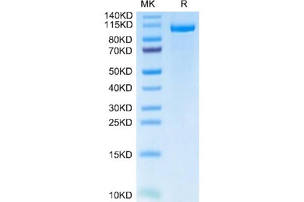 LRP5 Protein (AA 644-1263) (Fc Tag)