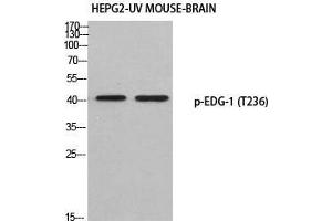 Western Blot (WB) analysis of HepG2-UV Mouse Brain using p-EDG-1 (T236) antibody. (S1PR1 antibody  (pThr236))
