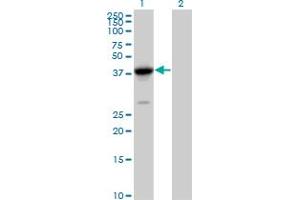 Western Blot analysis of FANCL expression in transfected 293T cell line by FANCL MaxPab polyclonal antibody. (FANCL antibody  (AA 1-375))