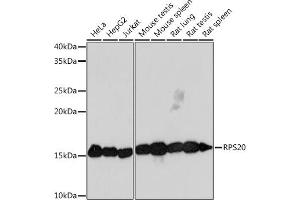 Western blot analysis of extracts of various cell lines, using RPS20 Rabbit mAb (ABIN7270017) at 1:1000 dilution.