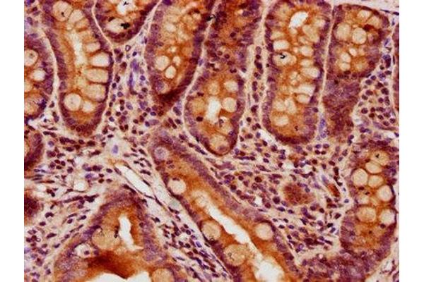GPR27 antibody  (AA 203-285)