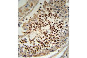 KLF5 Antibody (C-term) (ABIN391515 and ABIN2841476) IHC analysis in formalin fixed and paraffin embedded human testis tissue followed by peroxidase conjugation of the secondary antibody and DAB staining.