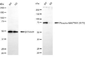 Western blotting analysis using phospho-NAK/TBK1 (S172) antibody (ABIN7800504).