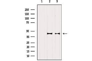 Western blot analysis of extracts from various samples, using OXA1L Antibody. (OXA1L antibody  (C-Term))